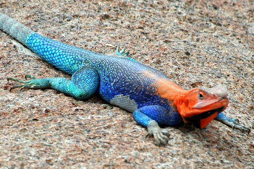 Lizard
